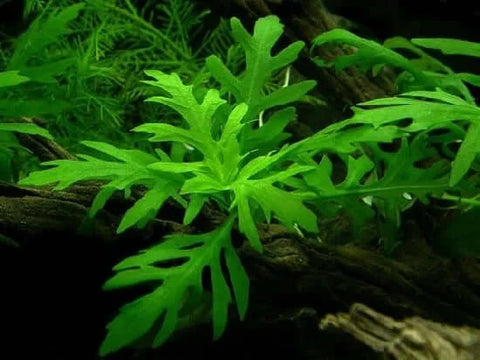 BUY 2 GET 1 FREE Water Wisteria (Hygrophila difformis)