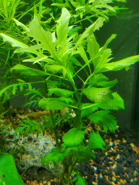 BUY 2 GET 1 FREE Water Wisteria (Hygrophila difformis)