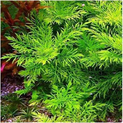 BUY 2 GET 1 FREE Water Wisteria (Hygrophila difformis)