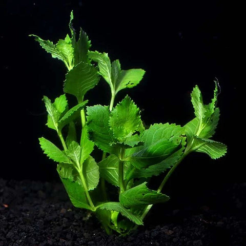 BUY 2 GET 1 FREE Water Wisteria (Hygrophila difformis)
