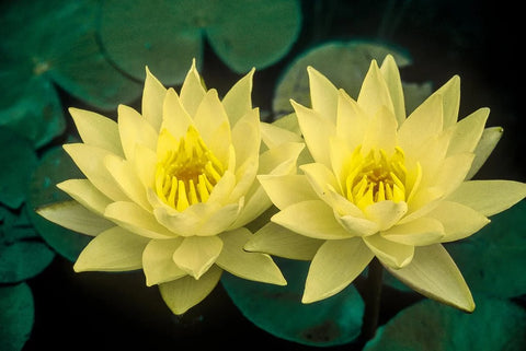 BUY 2 GET 1 FREE Nymphaea "Hardy Yellow" Water Lily (Full Grown!)-Easy Live Aquarium Pond Aquatic Plant-SQ2188383
