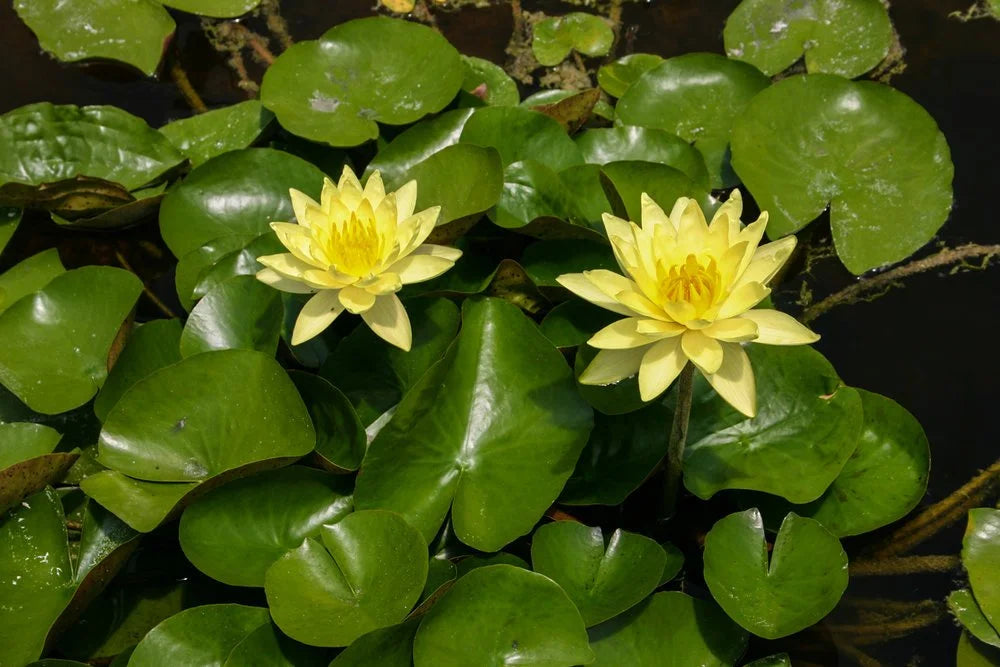 Florida Aquascaping Nymphaea Water Lily