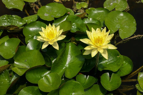 BUY 2 GET 1 FREE Nymphaea "Hardy Yellow" Water Lily (Full Grown!)-Easy Live Aquarium Pond Aquatic Plant-SQ2188383